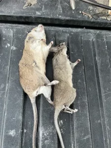 2 giant rats killed in Los Angeles